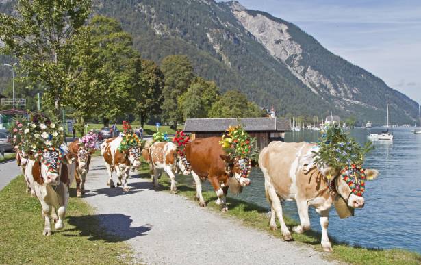 Rosenkranzsamstag Tirol fiesta del Otoño_ganado con flores_enc