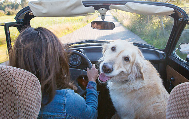 cancelar viaje si mascota enferma