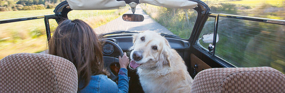 cancelar viaje si mascota enferma