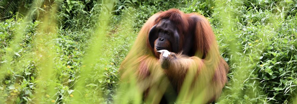 Orangutan Borneo donde viajar Julio
