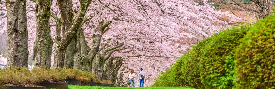 donde viajar en Abril_Japon