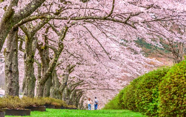 donde viajar en abril Japon