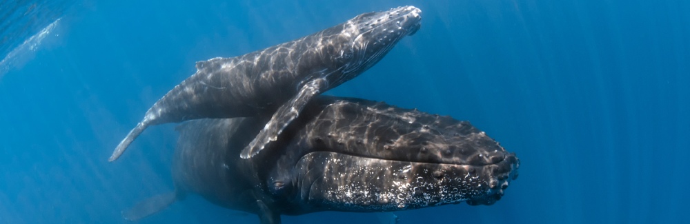 ballenas jorobadas Madagascar_donde viajar en Julio