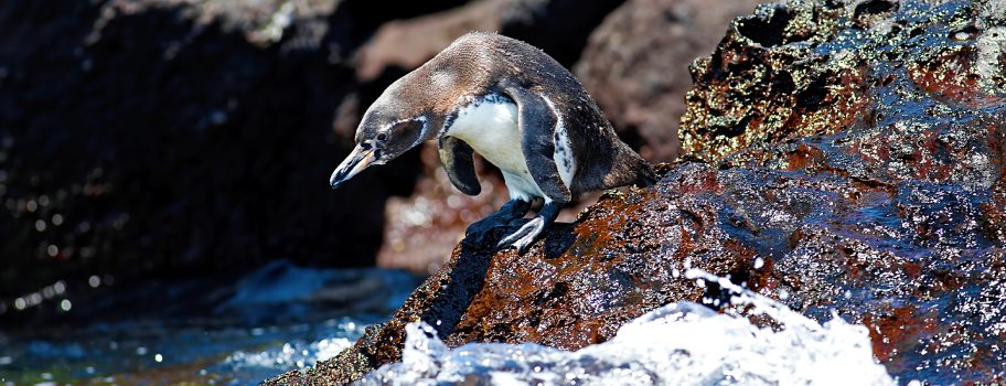 donde viajar en mayo_Islas Galapagos