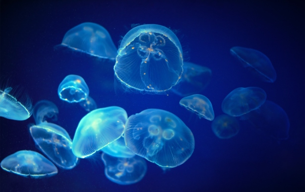 evitar-picadura-medusa-cabecera