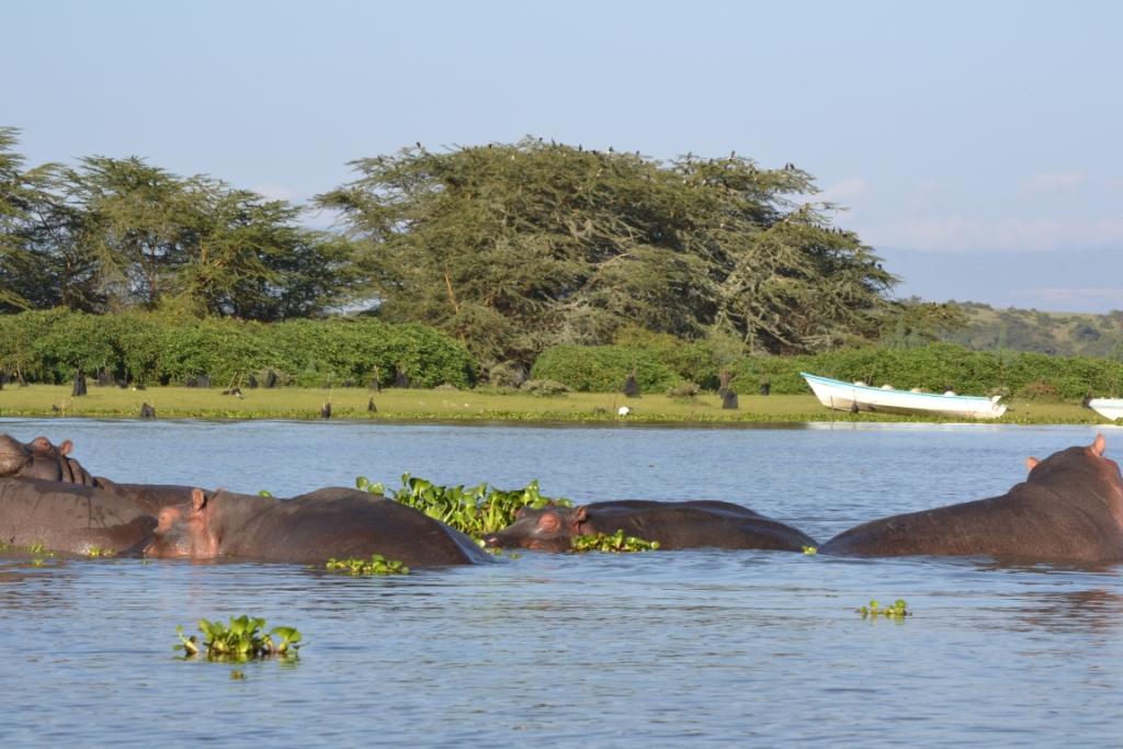 Lago Naivasha