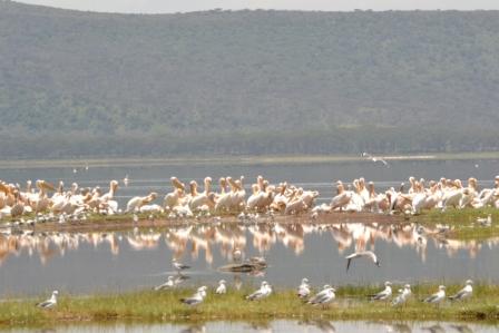 Lago Nakuru