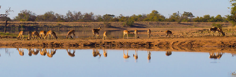 viajar a sudáfrica - parque nacional kruger
