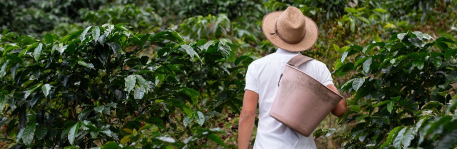 que ver en Colombia plantación café