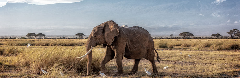 que ver en kenia - amboseli con el kilimanjaro
