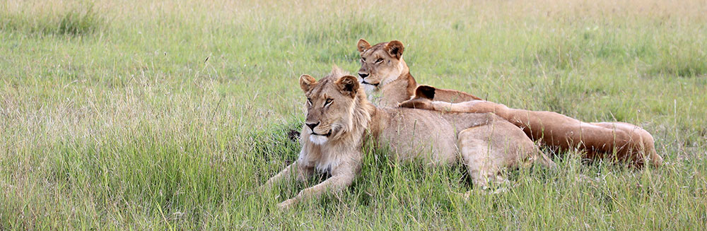 que hacer en kenia - masai mara
