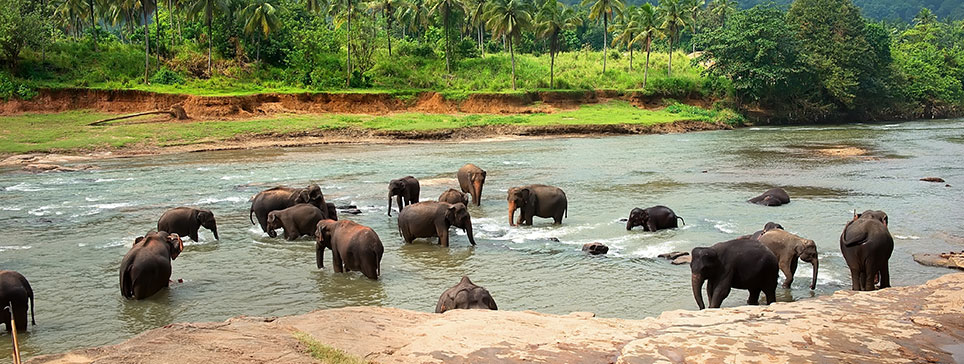 Viajar a Sri Lanka: qué ver y qué hacer en este destino lleno de contrastes