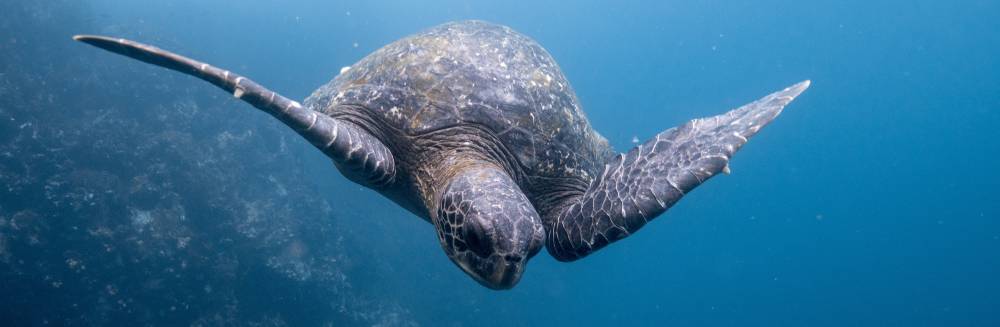 viaje a las galapagos